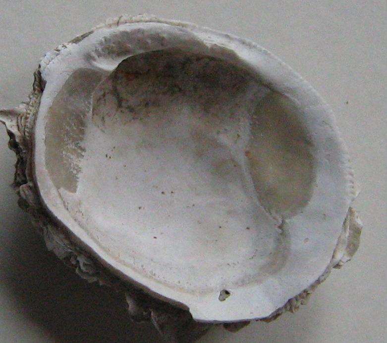 Chama placentina (Defrance, 1817) - Pliocene Toscana